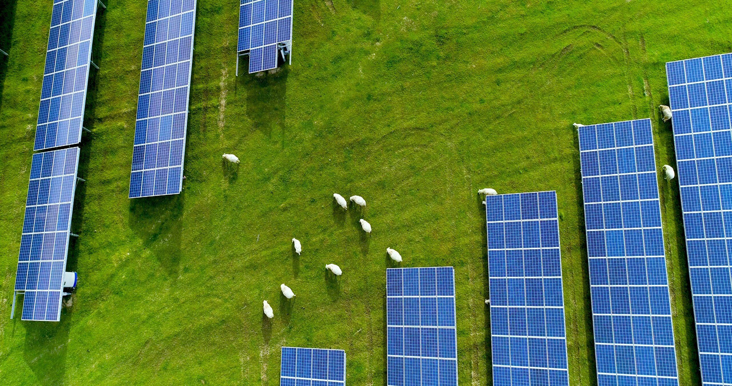 Solar panels from above, with sheep grazing